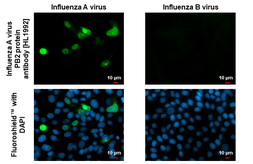 Anti-Influenza A virus PB2 protein antibody [HL1992] used in Immunocytochemistry/ Immunofluorescence (ICC/IF). GTX637893